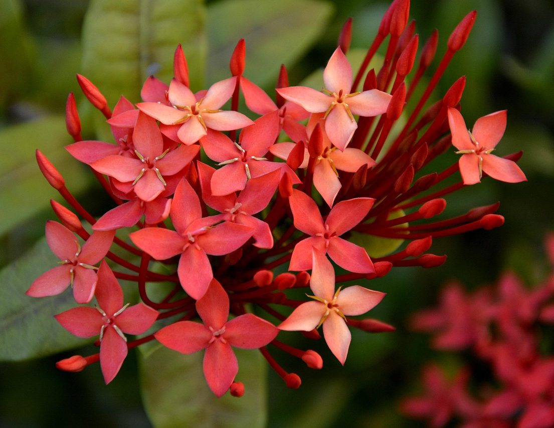 Fleurs rouges d’ixora en pleine floraison sur fond de feuillage vert.